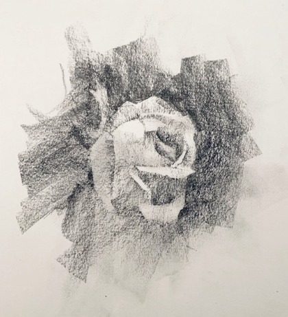 Rose drawing with defined petals