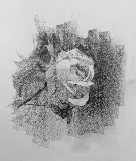 Completed full rose drawing. How to draw a rose easily. How to draw a rose