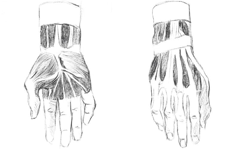 Drawing hands anatomy reference