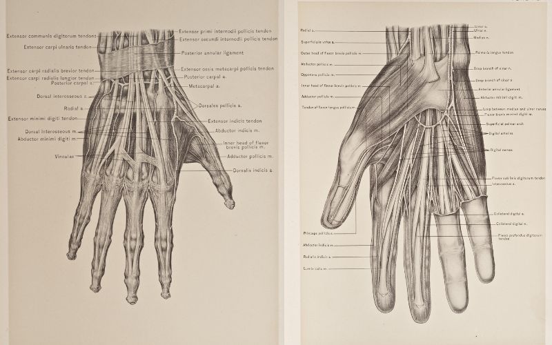 hand anatomy for artists.