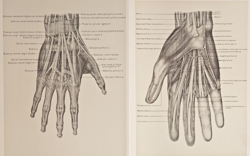 Drawing Anatomy: A Step by Step Guide | Skillshare Blog