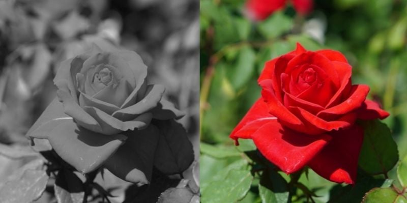 color value example of a rose in monochrome and color